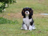 Chiot Cavalier King Charles tricolore mâle LOF à vendre de février 2026