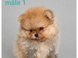Deux chiots Spitz mâles orange LOF disponibles à la vente