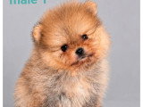 Deux chiots Spitz mâles orange LOF disponibles à la vente