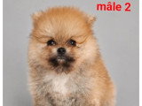 Deux chiots Spitz mâles orange LOF disponibles à la vente