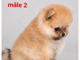 Deux chiots Spitz mâles orange LOF disponibles à la vente