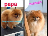 Deux chiots Spitz mâles orange LOF disponibles à la vente