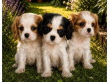 3 chiots Cavalier King Charles LOF nés en avril 2026 à réserver