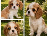 3 chiots Cavalier King Charles LOF nés en avril 2026 à réserver