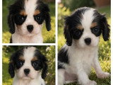 3 chiots Cavalier King Charles LOF nés en avril 2026 à réserver