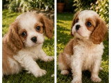 3 chiots Cavalier King Charles LOF nés en avril 2026 à réserver