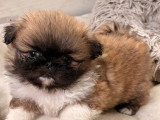 4 chiots Épagneul Pékinois mâles à vendre non LOF de mars 2026