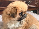4 chiots Épagneul Pékinois mâles à vendre non LOF de mars 2026