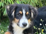 Chiot femelle Berger Américain Miniature de décembre 2025 LOF à vendre