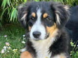 Chiot femelle Berger Américain Miniature de décembre 2025 LOF à vendre