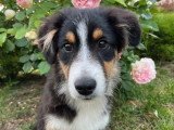 Chiot femelle Berger Américain Miniature de décembre 2025 LOF à vendre