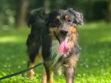 Disponible à l'adoption : chien Berger Australien de 5 ans au pelage noir et feu