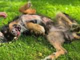 Disponible à l'adoption : chien Berger Australien de 5 ans au pelage noir et feu