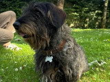 À adopter : chien Teckel Poil Dur de 5 ans au pelage sanglier