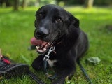 En quête d'un foyer : chien d'un an au pelage noir et blanc