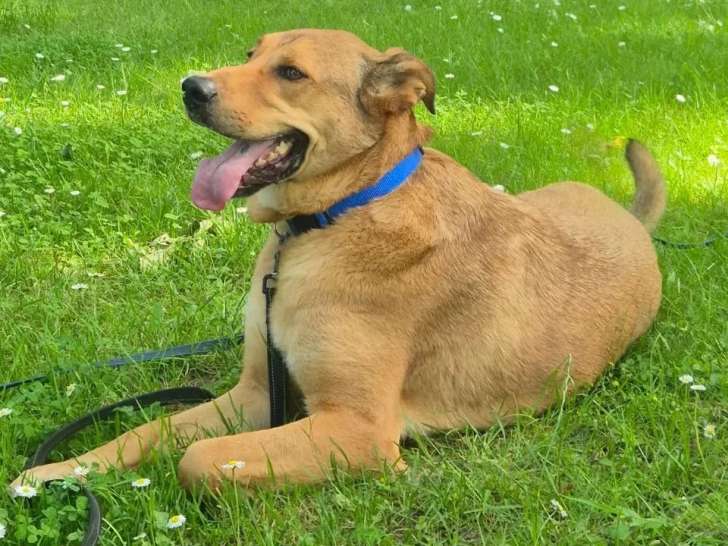 Prêt pour l'adoption : chien de 2 ans au pelage fauve