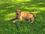Prêt pour l'adoption : chien de 2 ans au pelage fauve