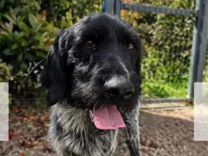 À adopter : chien Drahthaar de 3 ans au pelage noir et gris