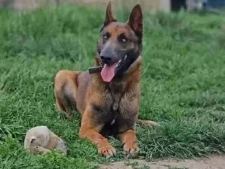 Disponible à l'adoption : chien Berger Malinois de 2 ans au pelage fauve charbonné