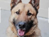 Chien Berger Allemand au pelage fauve charbonné de 5 ans en attente d'un foyer