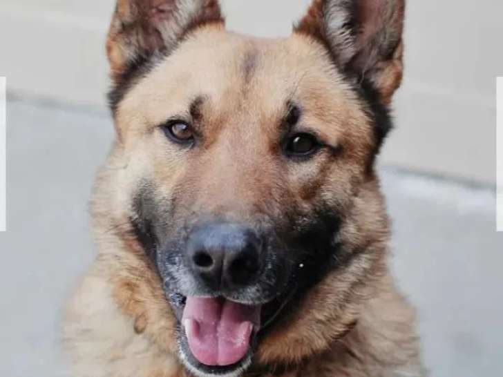 Chien Berger Allemand au pelage fauve charbonné de 5 ans en attente d'un foyer
