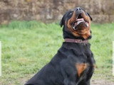 Chien Rottweiler au pelage noir et feu de 5 ans à adopter
