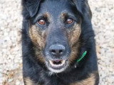 Chien Jagd Terrier au pelage noir et feu de 9 ans à la recherche d'une famille