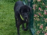 Chienne Berger noire de 11 ans en attente d'un foyer