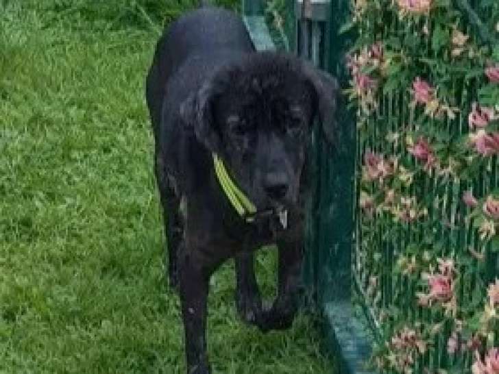 Chienne Berger noire de 11 ans en attente d'un foyer