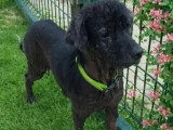 Chienne Berger noire de 11 ans en attente d'un foyer