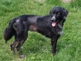 Chienne Berger noire et blanche de 3 ans en attente d'adoption