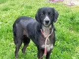 Chienne Berger noire et blanche de 3 ans en attente d'adoption