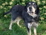 Chien Griffon Nivernais au pelage noir et beige de 2 ans à adopter