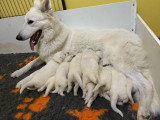 7 chiots Berger Blanc Suisse LOF nés en mai 2026 à réserver