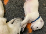 7 chiots Berger Blanc Suisse LOF nés en mai 2026 à réserver