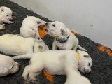 7 chiots Berger Blanc Suisse LOF nés en mai 2026 à réserver