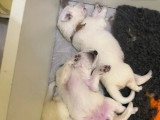 7 chiots Berger Blanc Suisse LOF nés en mai 2026 à réserver