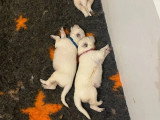 7 chiots Berger Blanc Suisse LOF nés en mai 2026 à réserver