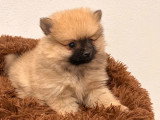 Chiot Spitz Nain femelle fauve charbonnée à vendre non LOF