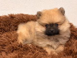 Chiot Spitz Nain femelle fauve charbonnée à vendre non LOF