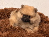 Chiot Spitz Nain femelle fauve charbonnée à vendre non LOF