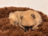 Chiot Spitz Nain femelle fauve charbonnée à vendre non LOF