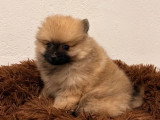 Chiot Spitz Nain femelle fauve charbonnée à vendre non LOF