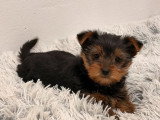 Chiot Yorkshire Terrier femelle non LOF à vendre né en avril 2026