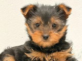 Chiot Yorkshire Terrier femelle non LOF à vendre né en avril 2026