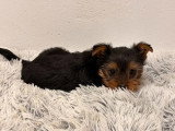Chiot Yorkshire Terrier femelle non LOF à vendre né en avril 2026