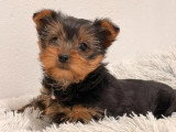 Chiot Yorkshire Terrier femelle non LOF à vendre né en avril 2026