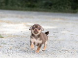 3 chiots Chihuahua non LOF nés en avril 2026 à vendre