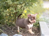 3 chiots Chihuahua non LOF nés en avril 2026 à vendre
