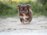 3 chiots Chihuahua non LOF nés en avril 2026 à vendre